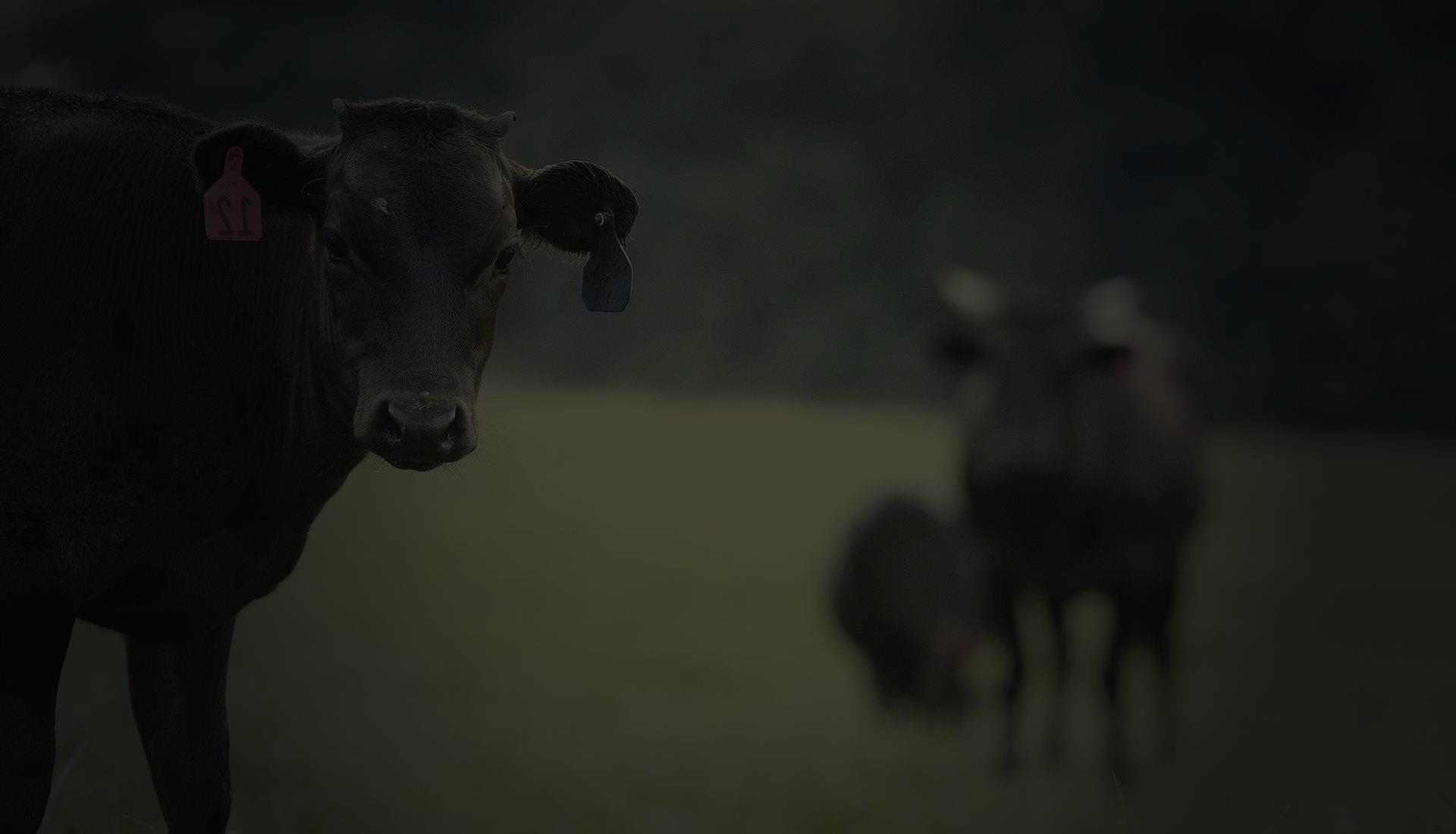 100% Fullblood Wagyu Stock