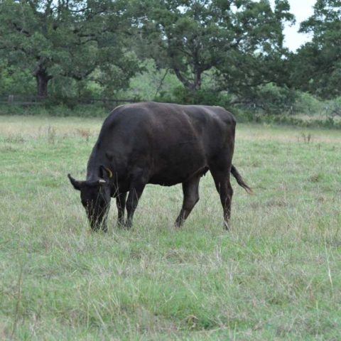 bull2