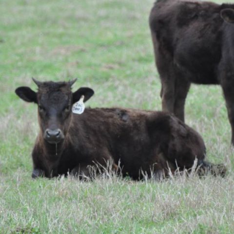 calf3