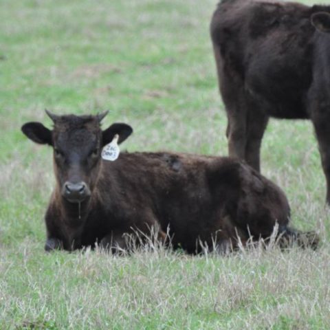 calf3